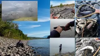 Bent Rod, Screaming Reels And Catching Different Sizes Salmon | Pag may tiyaga may tinolang isda 🇨🇦!