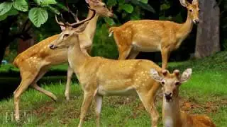 4K Ultra HD Video Wild Animal 4К видео Мир животных
