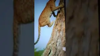 leopard climbing tree