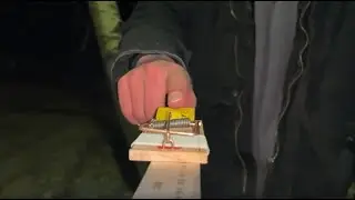 Do Mousetraps Hurt?