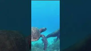 Galapagos | Amazing Island | Must Visit place..