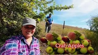 Nang Harvest me ug Crab Apples nga DILI AMOA! | Canada Life | Simple Life