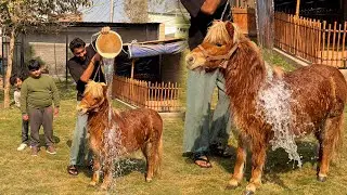 Grmiyan Agaen Hain Cassie Ko Thande Pani Se Nhelaya😍 Cassie Khush Hoagia❤️
