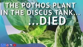 THE POTHOS FROM THE DISCUS TANK DIED