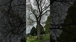 Silver maple - trunk & lower canopy - May 2021