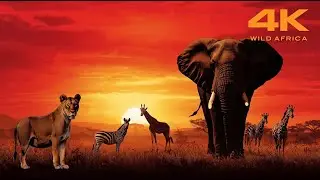 Undiscovered Wild Africa 4K: The Magnificent Animals of Tanzania and Namibia