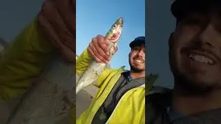 my biggest JackSmelt caught so far! #fishing #fish #ocean