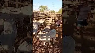 tabira pe