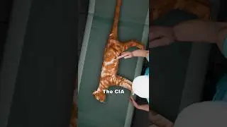 What if your cat was actually a CIA agent ? 😼🤔