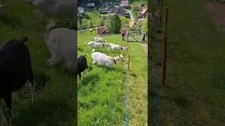goat vs electric fence⚡️#goat #farming #dairy [no animals were harmed in the making of this video]