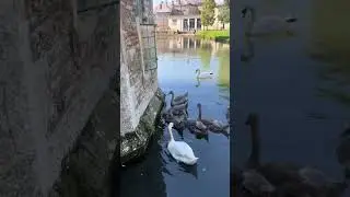Say hello to our resident #muteswans ❤️ #bishopspalace #nature #swans #cygnets