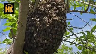 Bee Swarm in Adelaide by HC Pest Control