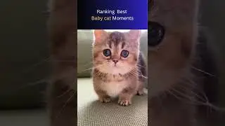 Cute cat babies moments | The Pet Behaviorist