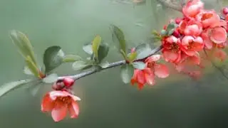 Spring Light 🌺- Original song (Lyrics: Lynn The Poet/music: elisa)