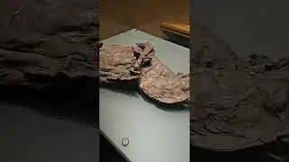 Mus&eacute;um d&rsquo;Histoire Naturelle &ndash; Partie 2 &ndash; Dublin &ndash; Ao&ucirc;t 2024 | Un Autre Regard (RAW Trip)