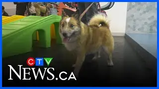 Dog splash park opens at West Edmonton Mall
