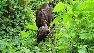 ছাগলের ডাক🐐| Goat Sound | Desi Chagol Calling, #goat #animalsounds #goatsound #cowgoat #vlog 