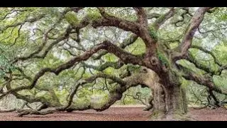 Determination and Characterization of Lectin Activity from Texas Live Oak (Quercus fusiformis)
