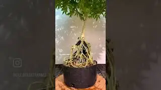 Bruce Lee Plant