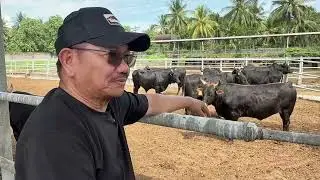Wagyu Bulls For Breeding!