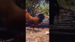 mutant    chicken