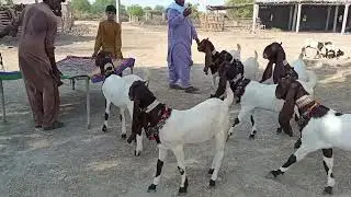 Top class pateri goat breed Mr Allah Ditto Chandio Sahab
