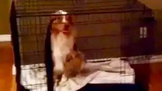 How to thoroughly confuse your dog! LOL