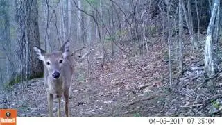 Bushnell Essential E3 Trophy Cam