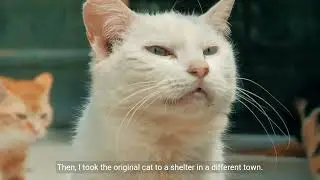 The Cat Swap.  A Story of Regret and Redemption.