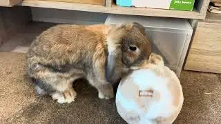 Mochi&rsquo;s new headless うさけつusaketsu bunny butt ball