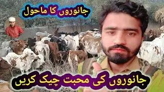 janoron ke mahul ko chek karin | janoron ki muhabbat ko muhasos karin 🐾❤️ | marning vi laag