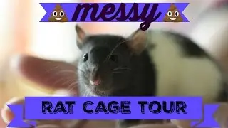 Messy Rat Cage Tour | July 2016