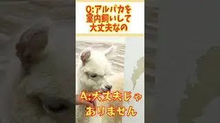 Q:アルパカを室内飼いして大丈夫なの？ #アルパカ #かわいい動物 #面白い動物