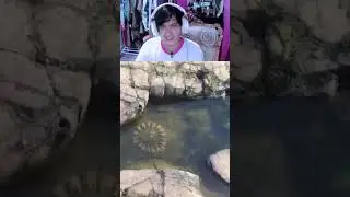 This turtle is performing a ritual #react #reaction #maulanaarput