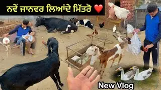 ਨਵੇਂ ਜਾਨਵਰ ਲਿਆਂਦੇ ❤️|| Toofan ਤੇ Sultan ਦਾ ਭਰਾ ਲਿਆਂਦਾ 🔥|| Aseel ਪੱਠੇ ਦਾ ਨਾਮ ਰੱਖਤਾ || #kabootar