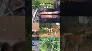 How Do Animals Communicate With Each Other?  #animals #nature