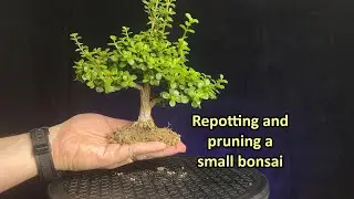 Repotting and pruning a small portulacaria afra lilliput bonsai tree #bonsaistyling #bonsai