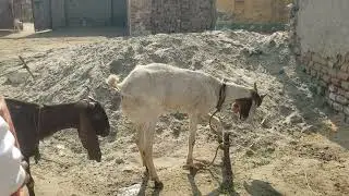 Abdul aziz Eid u uza 2026 