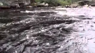 20 Lbs Salmon on the North Pole Stream July 2014