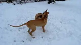 Great Dane Puppy Rupert - Playing with his Sister Maya - Age 6 Months