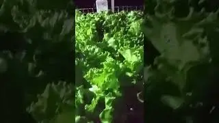 Салат, выдержанный 38 дней после посадки #ГидропонныйСалат #ВыращиваниеСалата #СистемаNFT #Гидроп...