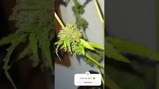 Auto Triple G