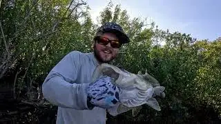 Tampa Bay Creek Fishing for Giant Snook and Surprise Tarpon