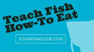 How To Get Fish To Adapt To Eating Habits ~ Fish Have Developed Techniques in Obtaining Their Food