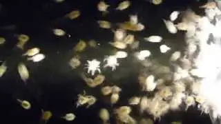 Dungeness crab megalopae swarming