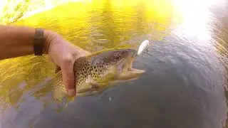 BELLES TRUITES  AU POISSON NAGEUR XRAP SUSPENDING