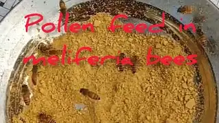 how to pollen feed in off season meliferia bees #pollenfeed #apismelifera #beekeaping
