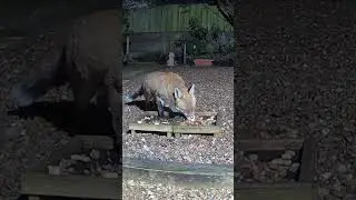 Hungry fox! ❤️ 