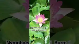 Nymphaea nouchali #Nymphaeaceae #HomeKarnika #Grassnest