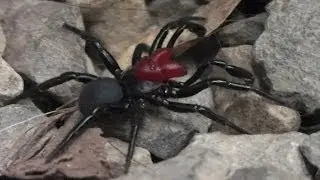 Red-headed Mouse Spider  /&macr;(◕_◕)/&macr;'